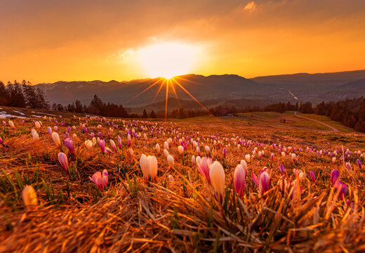 Krokusse - Allg&auml;u - Fr&uuml;hling - Sonnenuntergang - Alpen