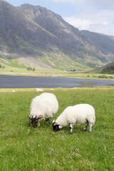 Obraz premium sheep on a meadow