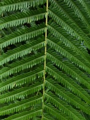 Fern in the tropical forest