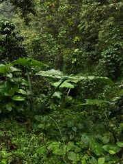 Green background of plants in the tropical forest