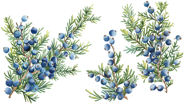 Bright watercolor juniper berries grouped on evergreen branches.