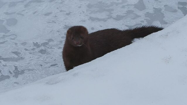 the mink in the Ice