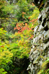秋の山の中でひときわ目立つ紅葉