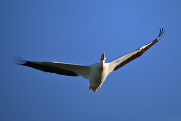 Pelican flying in the sky