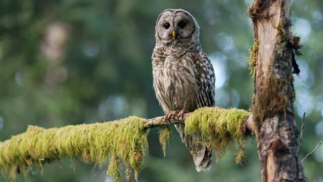 Barred owl (Strix Varia) looking straight at the camera while perched on a mossy branch it in the Pacific Northwest rainforest.