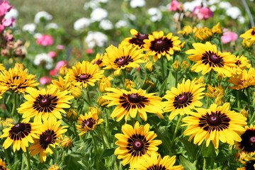 Yellow Rudbeckia Denver daisy flowers in the garden, black-eyed Susans