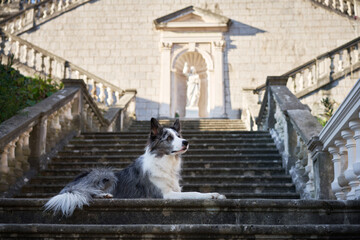 A Border Collie dog rests gracefully on the steps of a grand stone staircase leading to an ornate...