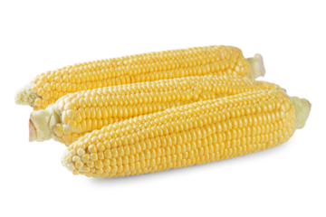 Three fresh raw yellow ears of corn isolated on white, transparent background. Food ingredient, design element, farm, harvest, agriculture.