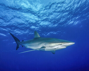 A Silky Shark With a Hook and Fishing Line In Its Mouth Swims in the Waters of the Bahamas