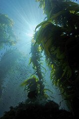 Sun Rays Reflect Around a Giant Kelp Forest Near Avalon of Catalina Island in California