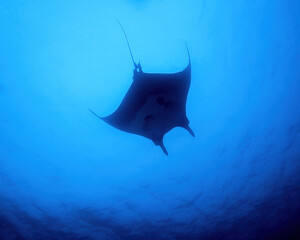 A Silhouette of a Large Manta Ray Swimming in the Waters of the Revillagigedo Islands in Mexico