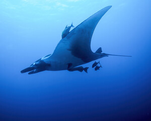 A Large Manta Ray With Many Remoras Attached To It Swims in the Deep Water of the Revillagigedo Islands of Mexico