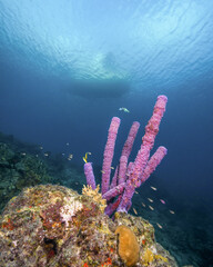 A Dive Boat Floats Above a Purple Tube Sponge And Coral Reef in St. Croix of the US Virgin Islands