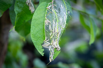 Parasites: larvae of ermine bird cherry moth inside a large web