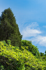 青空に映える新緑