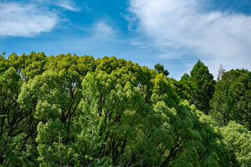 新緑の季節の緑が美しい森林