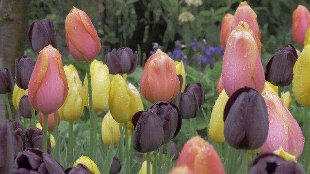 Close up shot of Brooklyn colorful flowers