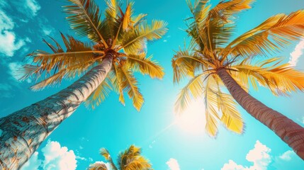 Obraz premium Upward view of tall palm trees with golden fronds against a clear blue sky, capturing a vibrant, sunny day in the tropics.
