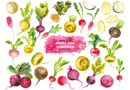 Vector watercolor painted beets and radishes clipart. Hand drawn fresh food design elements isolated on white background.