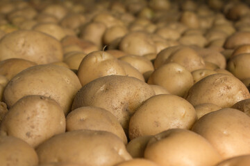 Fresh potatoes on the farm.
