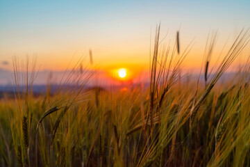 Fototapeta premium Beautiful sunset in a wheat field