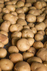 Fresh potatoes on the farm.