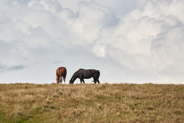 Obraz premium Horses on the horizon