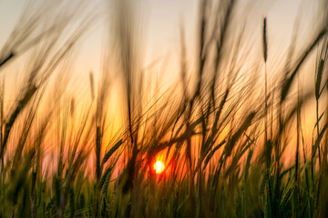 Beautiful sunset in a wheat field