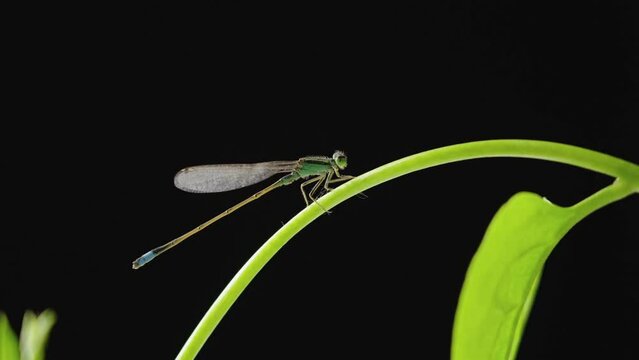green damselfly on a green vine on black background.