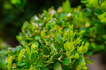 Garden pests.Green caterpillar sits on green boxwood branches.caterpillar moves and eats a boxwood bush. Treating the garden against moth caterpillars.protect garden and ensure the health 