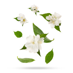 Beautiful jasmine flowers with leaves in air on white background