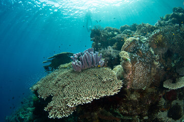 Healthy corals cover a reef slope on a remote island in the Forgotten Islands of Indonesia. This beautiful region harbors extraordinary marine biodiversity.
