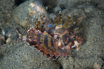 A Dwarf lionfish, also known as a Shortfin lionfish, comes out to hunt prey at night on a reef slope in Alor, Indonesia. This beautiful region harbors extraordinary marine biodiversity.