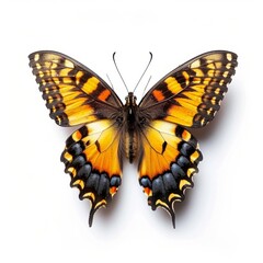 Beautiful colorful butterfly isolated over white background