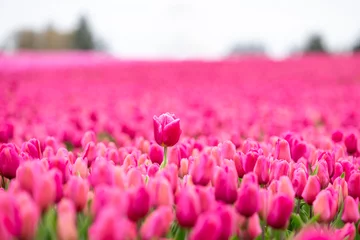  Agricultural tourism, farm field of tulip bulbs with flowers blooming in deep pink, focus on one flower and rest of field as a blurred background, spring in Skagit Valley, Washington State  © knelson20