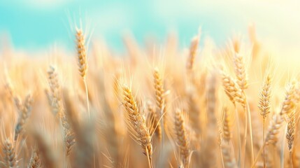 Obraz premium Abstract background of golden wheat ear in field with blue sky