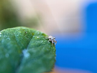 Little jumping spider