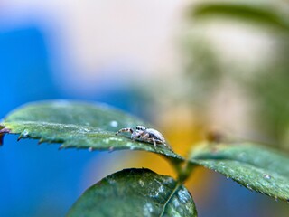 Little jumping spider