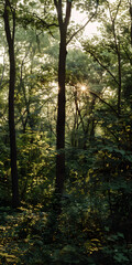 Obraz premium Tarde tranquila na floresta com raios de sol entre as árvores