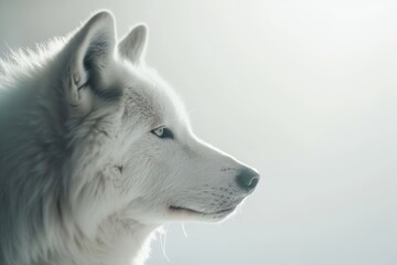 Naklejka premium Emerge white wolf from shadowy forest, piercing eyes, glowing fur, isolated white background, wild nature 