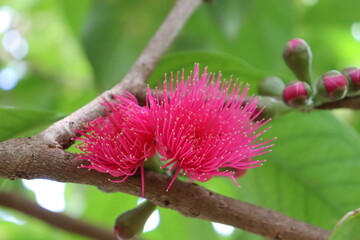 Reddish flowers of a tree that does not flower often.