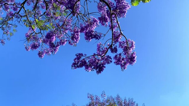  Jacaranda blossom against blue sky 