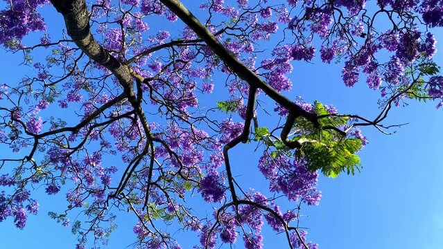 Jacaranda flowers contrast with the azure sky.