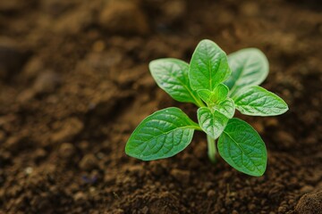 Close-up of a small plant growing in a garden, with vibrant green leaves and rich, textured soil
