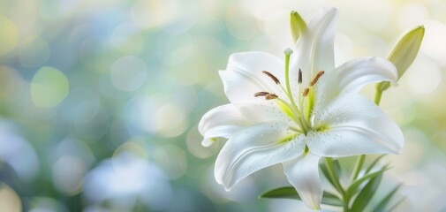 Close-up of a white lily bloom, with detailed petals and stamens, isolated on a blurred natural background