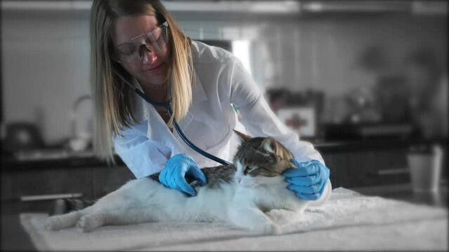 Woman working in vet station listening to cat's breathing with stethoscope gently stroking the fur, in vet clinic.