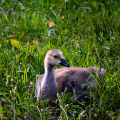 close up of a goose