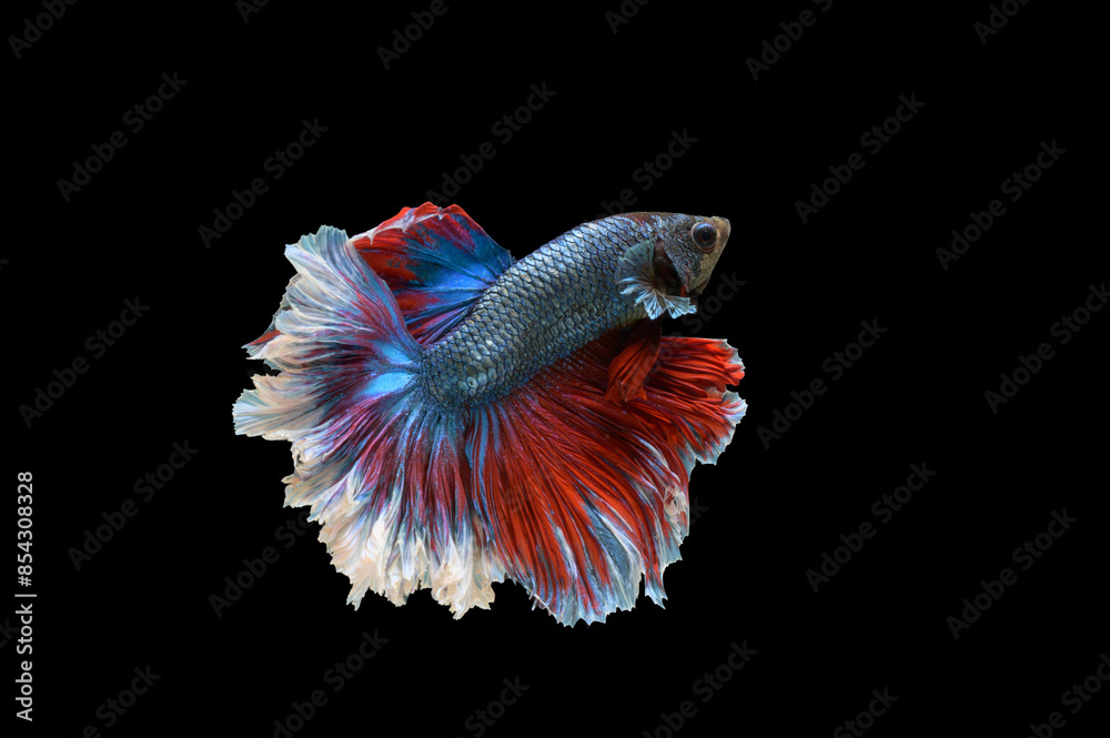 Poster betta fish