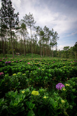 Hortensia flower plant in the middle of a beautiful pine forest, flower bed