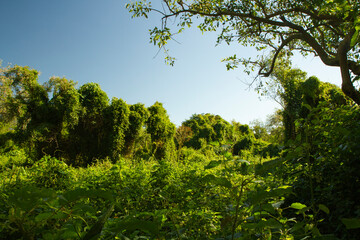 Fototapeta premium Panorama view of the green forest with a beautiful sunsetlight. 